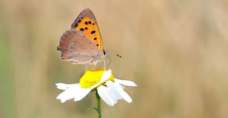 Schmetterling auf einer Blume.
