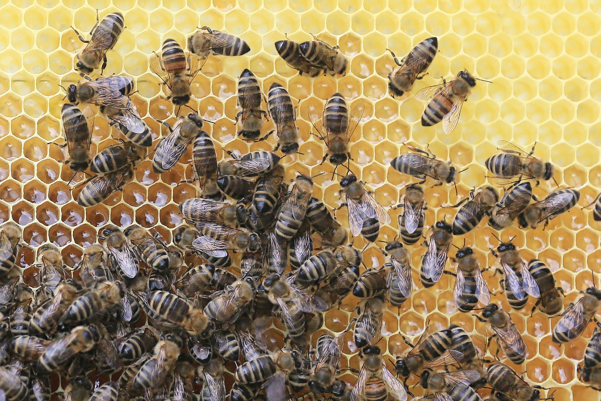 Honig-Bienen auf einer Bienenwabe. 